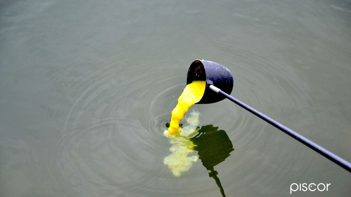 Pêche en Carpodrome. Quel Amorçage en Hiver ?