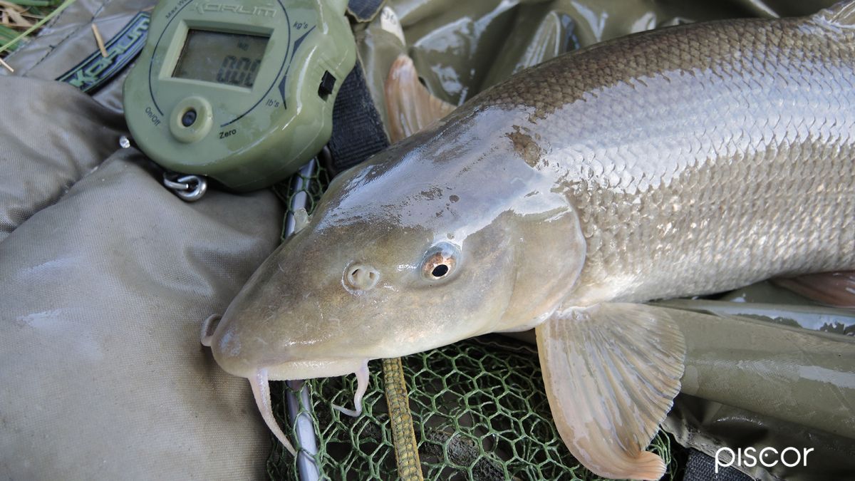 Big River Barbel Feeder Fishing 