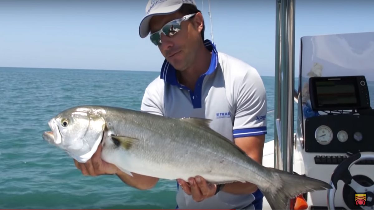 Bluefish Trolling Fishing Session