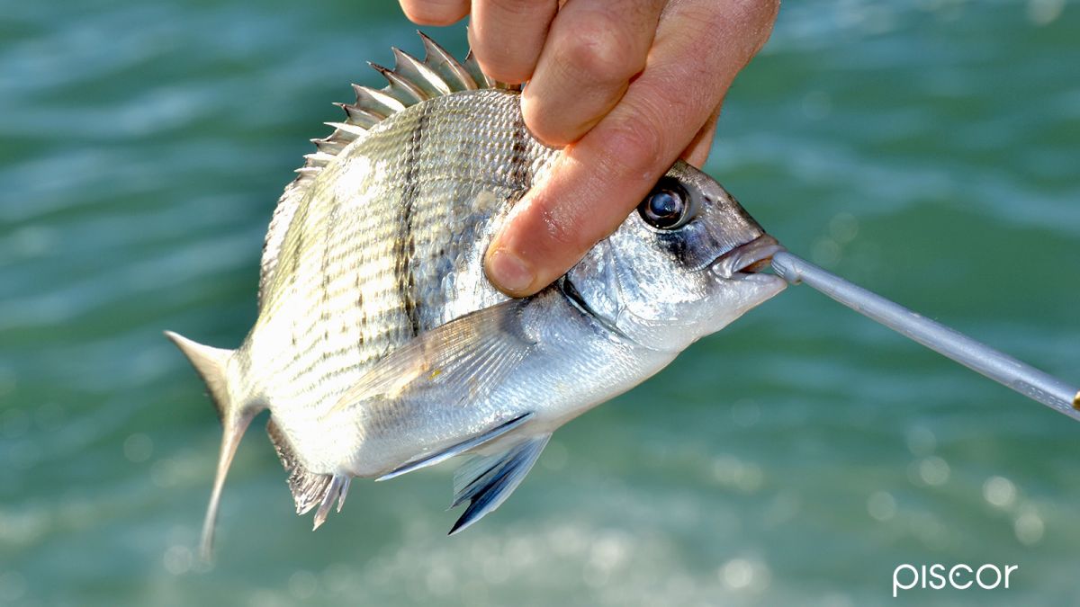 Bolo Fishing in Autumn with After Storm Sea