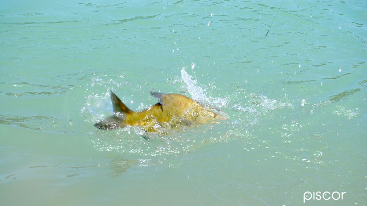 The Best Ingredients for Bream Grounbait