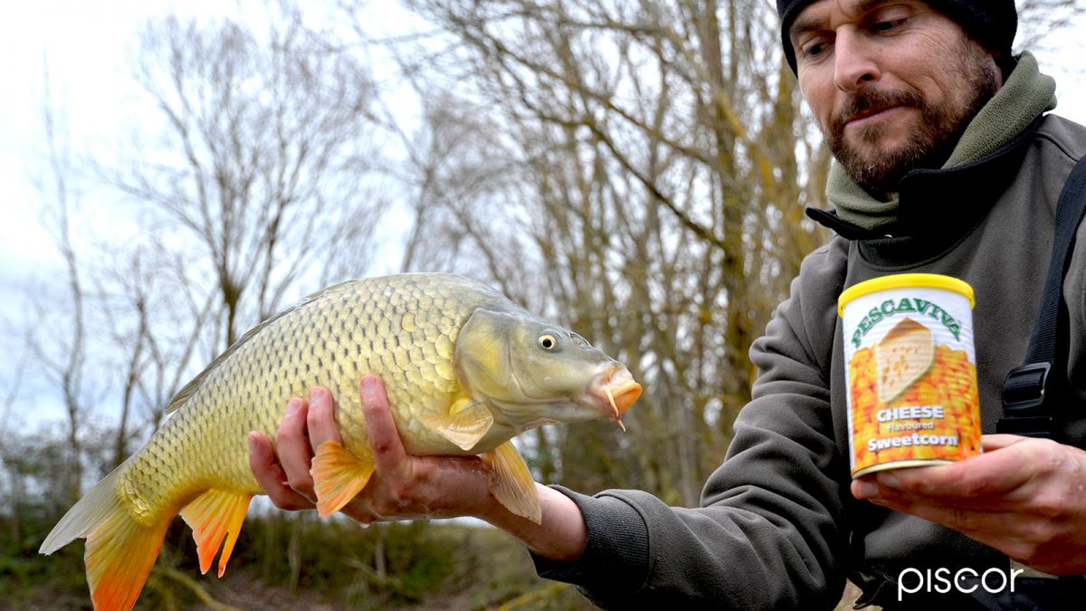 Carp Baits: Pellets vs Corn in Carpodrome