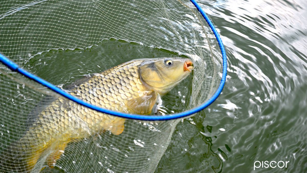 Coarse Fishing to Carp. How to Drive It Correctly into the Landing Net
