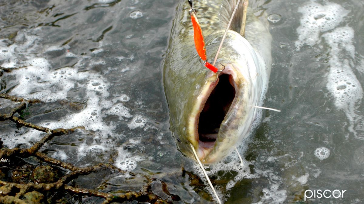 The Spinning Catfishing from the Bank 