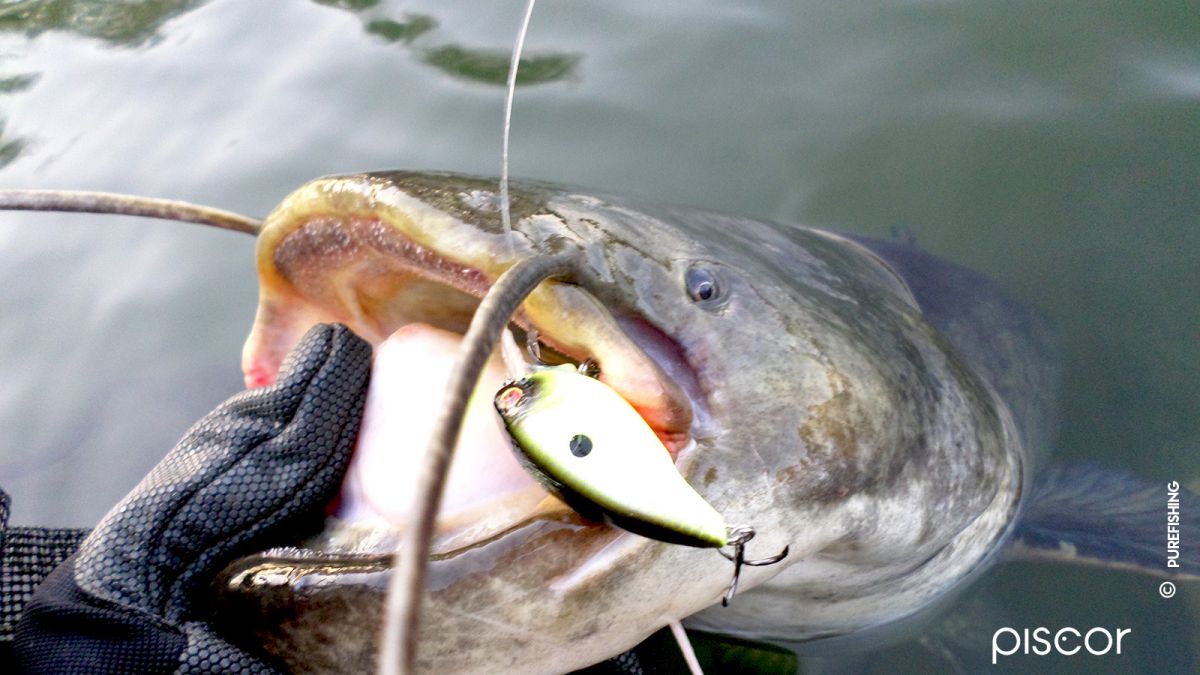 Catfish Fishing in High, Dirty and Fast Waters 