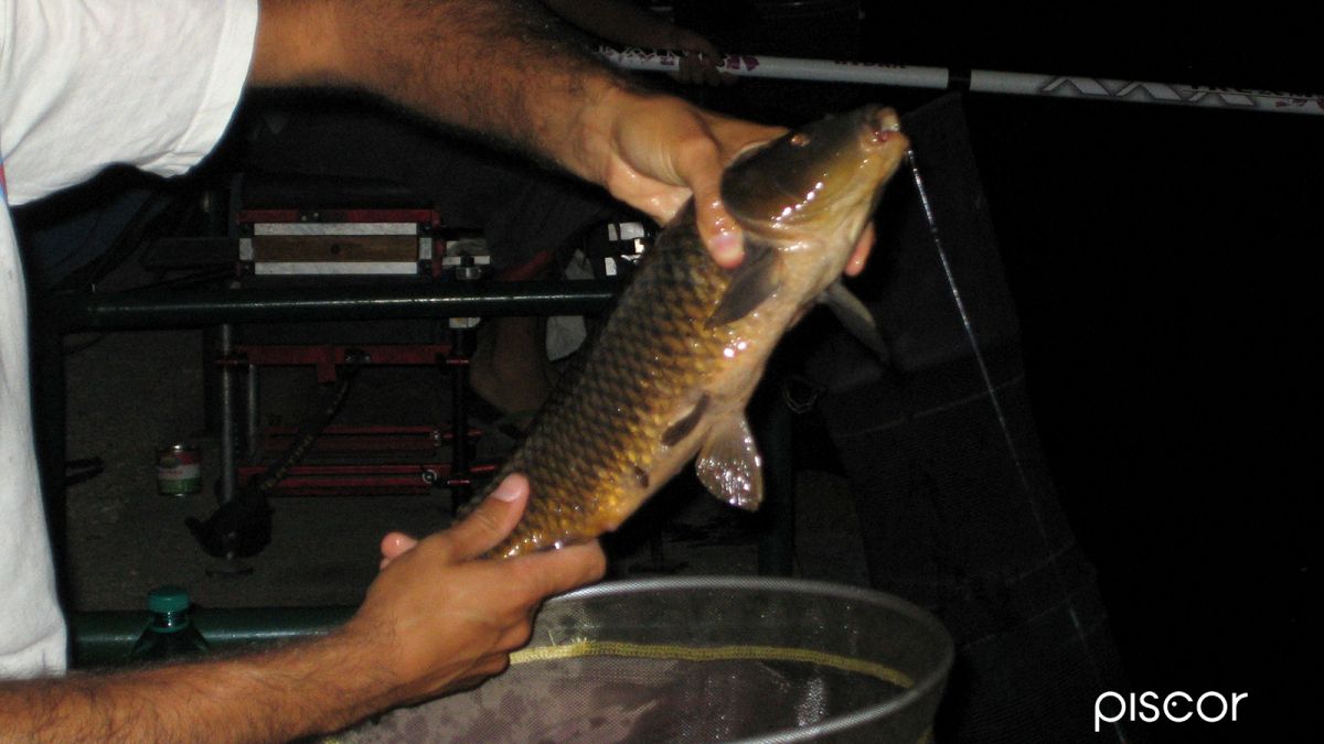 Night Fishing in Carpodrome with Roubasienne Rod