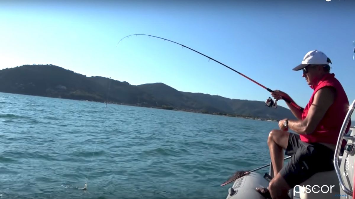 Cuttlefish Fishing from the Boat