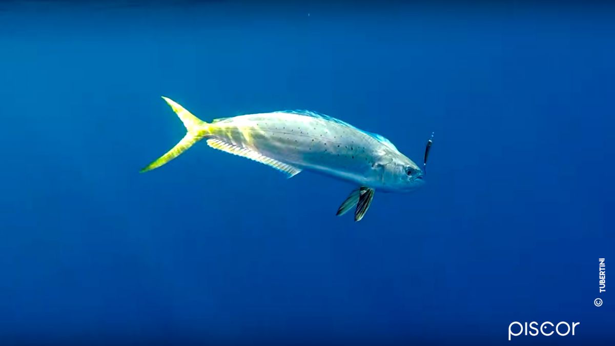 Dolphinfish Spinning Fishing