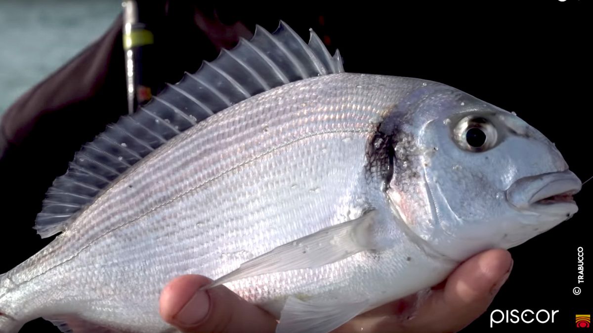 Pêche de la Dorade et du Sar en Surfcasting