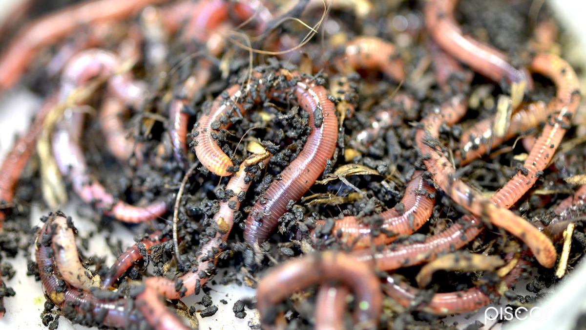 Earthworm Husbandry and Various Types of Fishing Worms