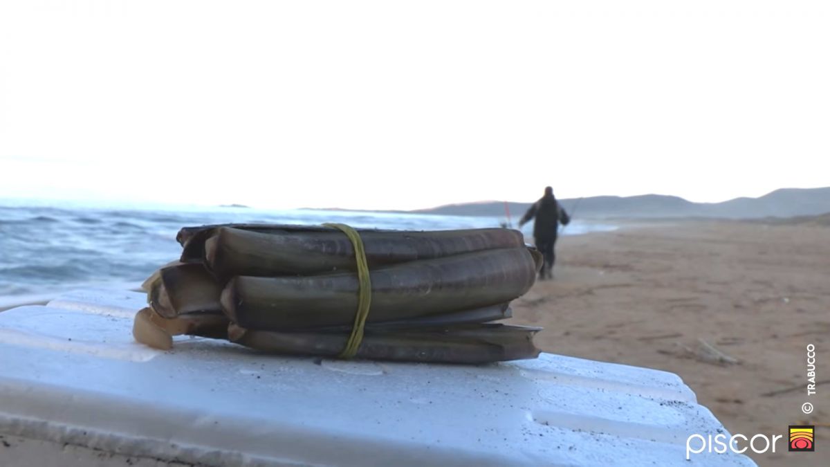 Eschage du Couteau et Eschage de la Seiche en Lamelles. Les Meilleurs Montages pour la Pêche en Surfcasting 