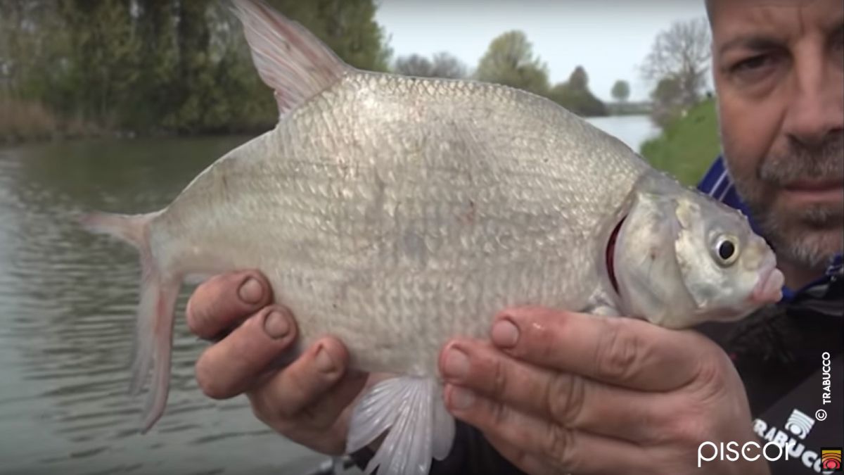 Freshwater Bream Coarse Fishing. The Choice of Groundbait, Leam and Floats
