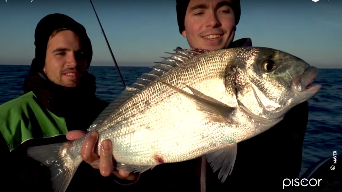 How to Fish the Gilthead Sea Bream with Bottom Fishing Technique by Triggering Squids and Sardines