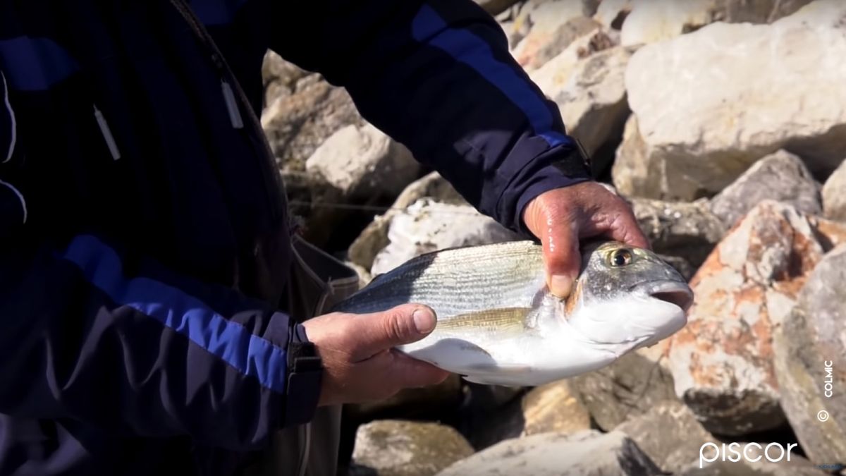 How To Fish Gilthead Seabream With The Bolo Rod From The Cliff