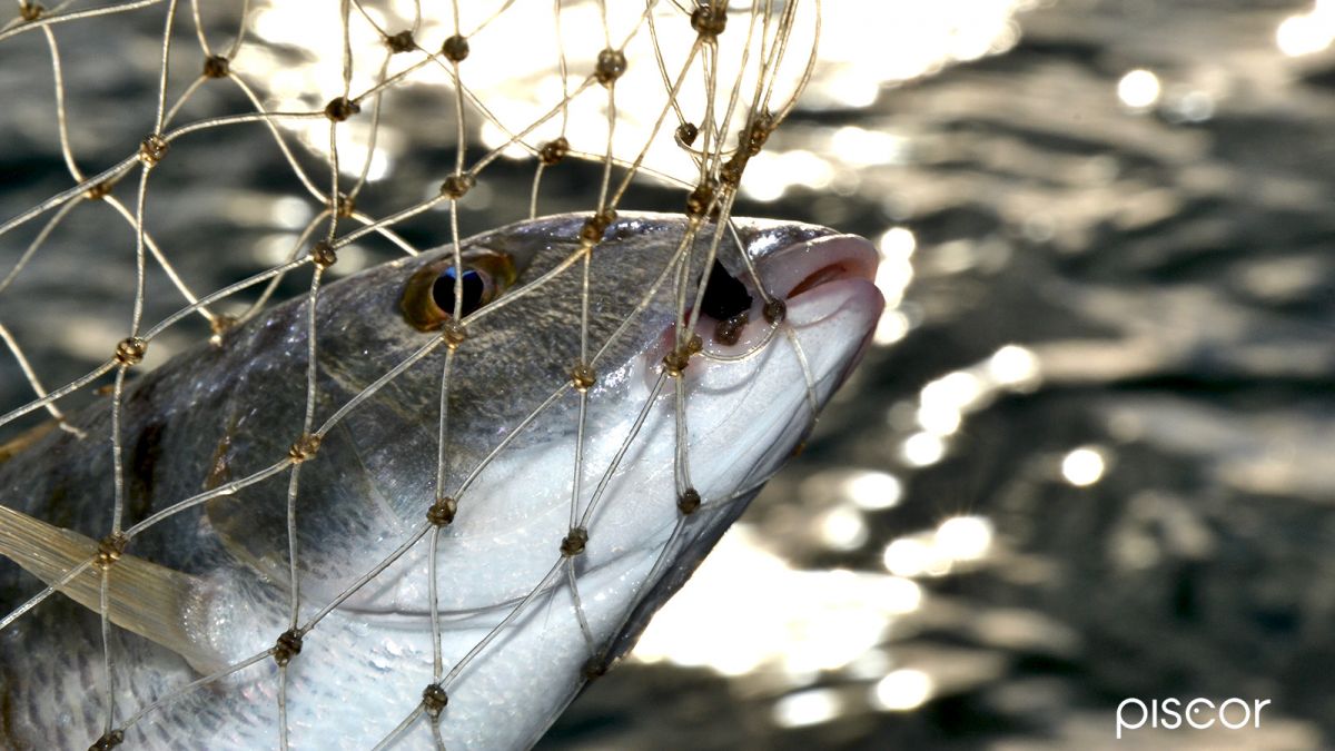 Surfcasting. Pesca de la Herrera en Otoño