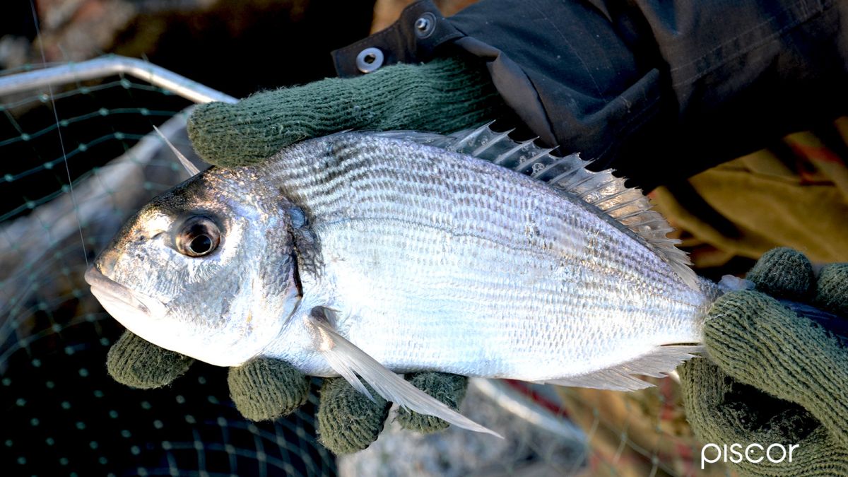 Living Bait Fishing at Sea : Bolo and Maggots