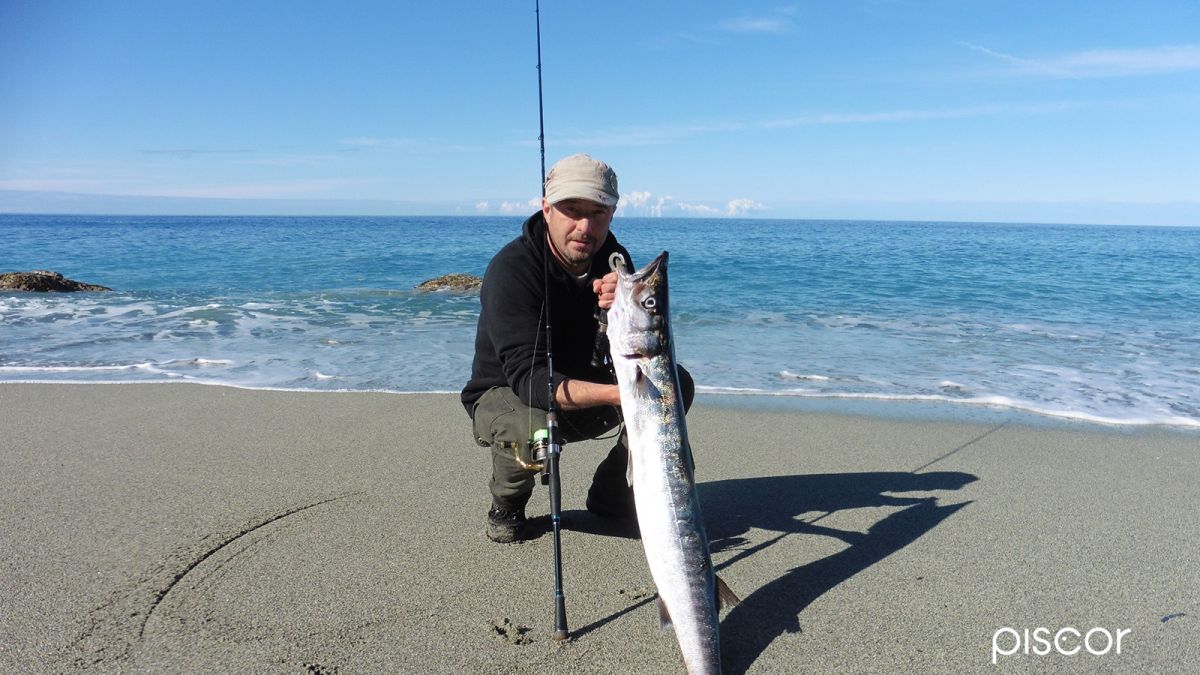 Yellowmouth Barracuda. When and How to Undermine it