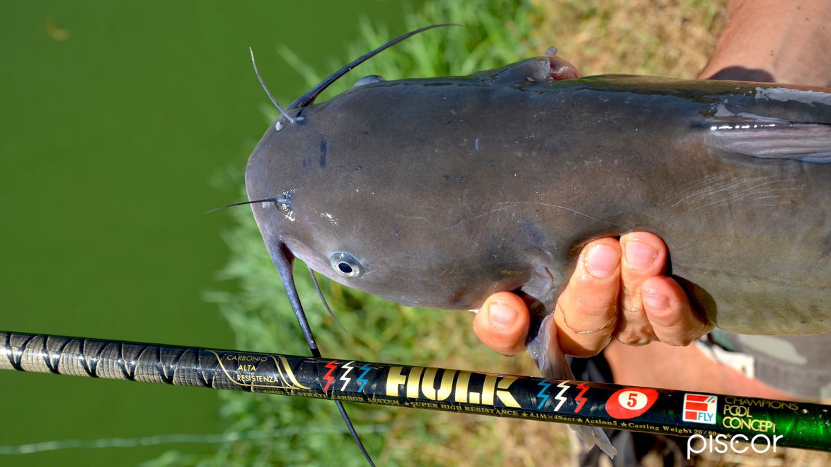 Pêche à la Barbue de Rivière. A la Découverte de la Technique du Free Line Fishing