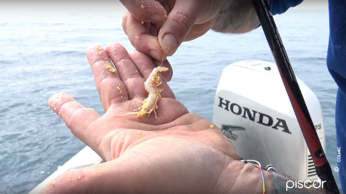 Pêche à la Crevette en Bateau