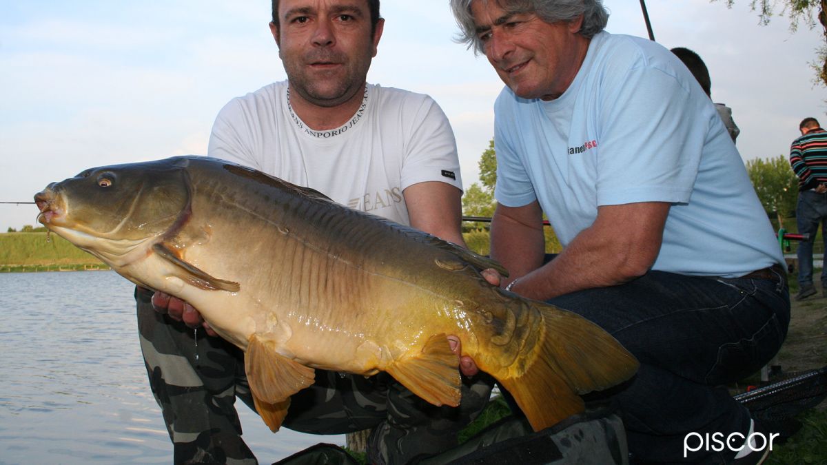 Pêche au Coup en Lac : Stratégies de Sélection de la Taille des Poissons à Cibler