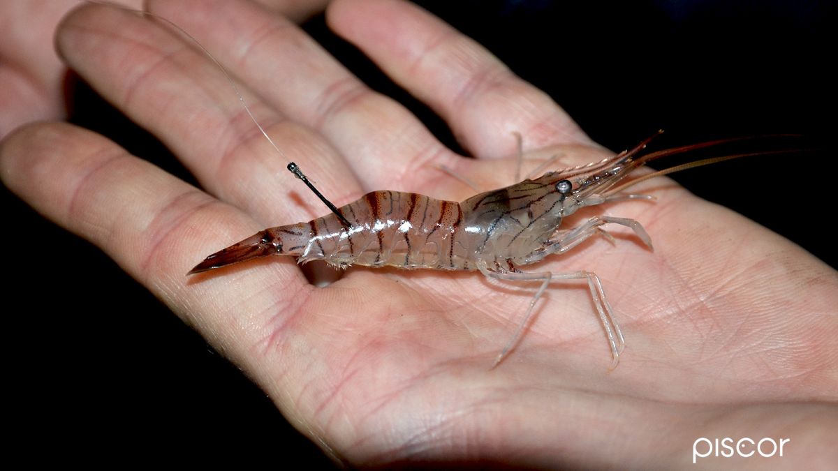 Pêche au Bar à la Crevette du Bord