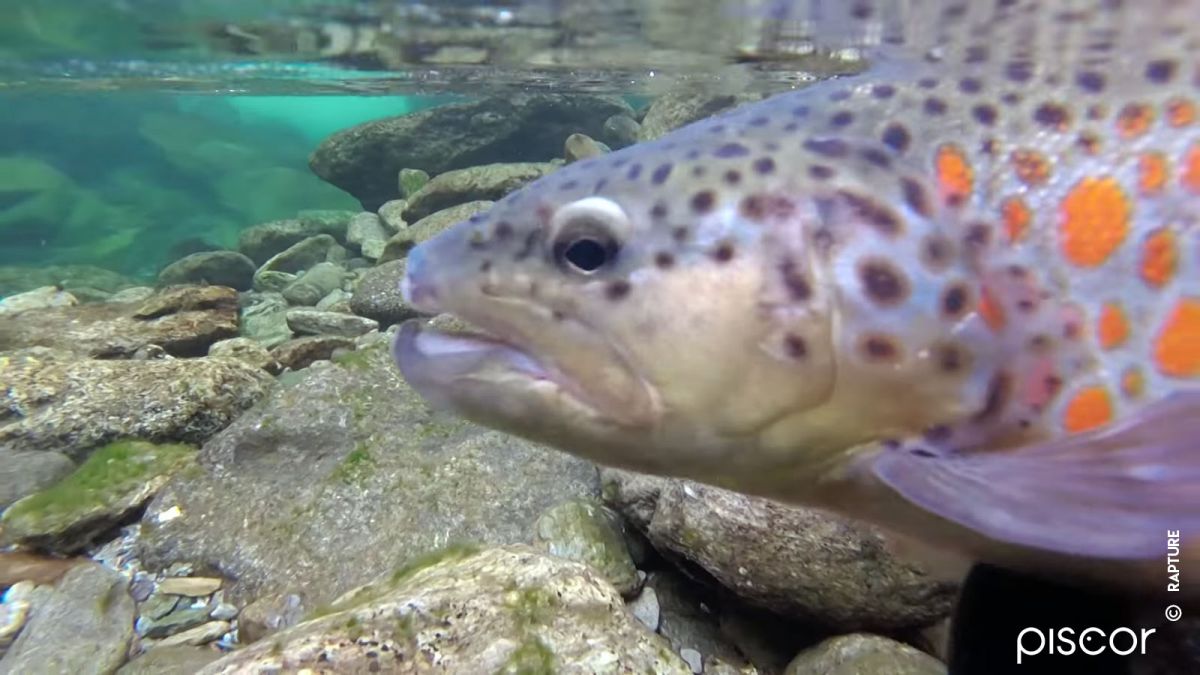 Comment Bien Débuter la Pêche de la Truite aux Leurres en Ruisseau