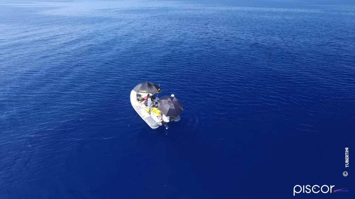 Pêche de la Dorade Grise à Soutenir 