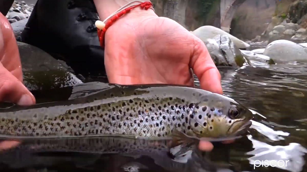 Pêche de la Truite Sauvage en Ruisseau et dans les Cours en Aval d’une Digue