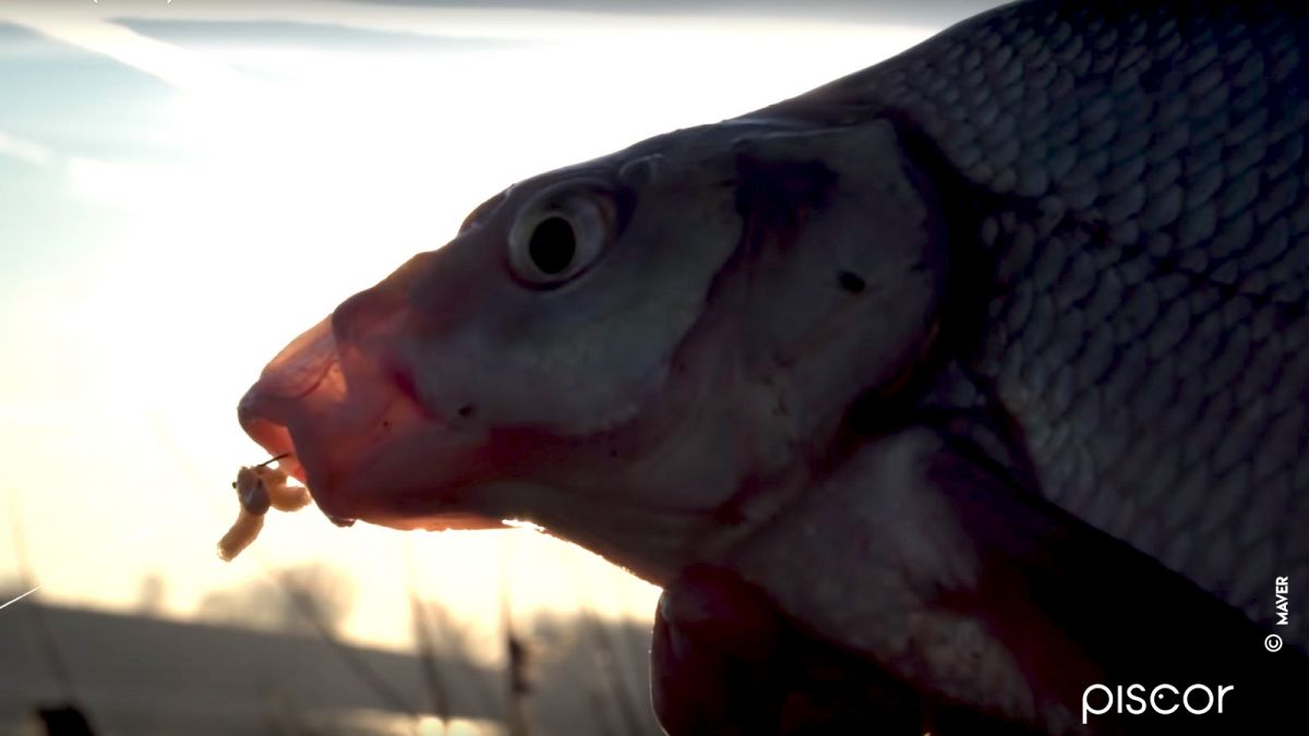 Pêche du Barbeau au Coup à la Grande Canne