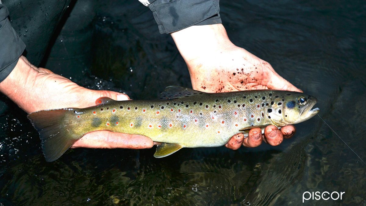 Comment Bien Débuter la Pêche à la Truite au Toc : l’Ouverture 