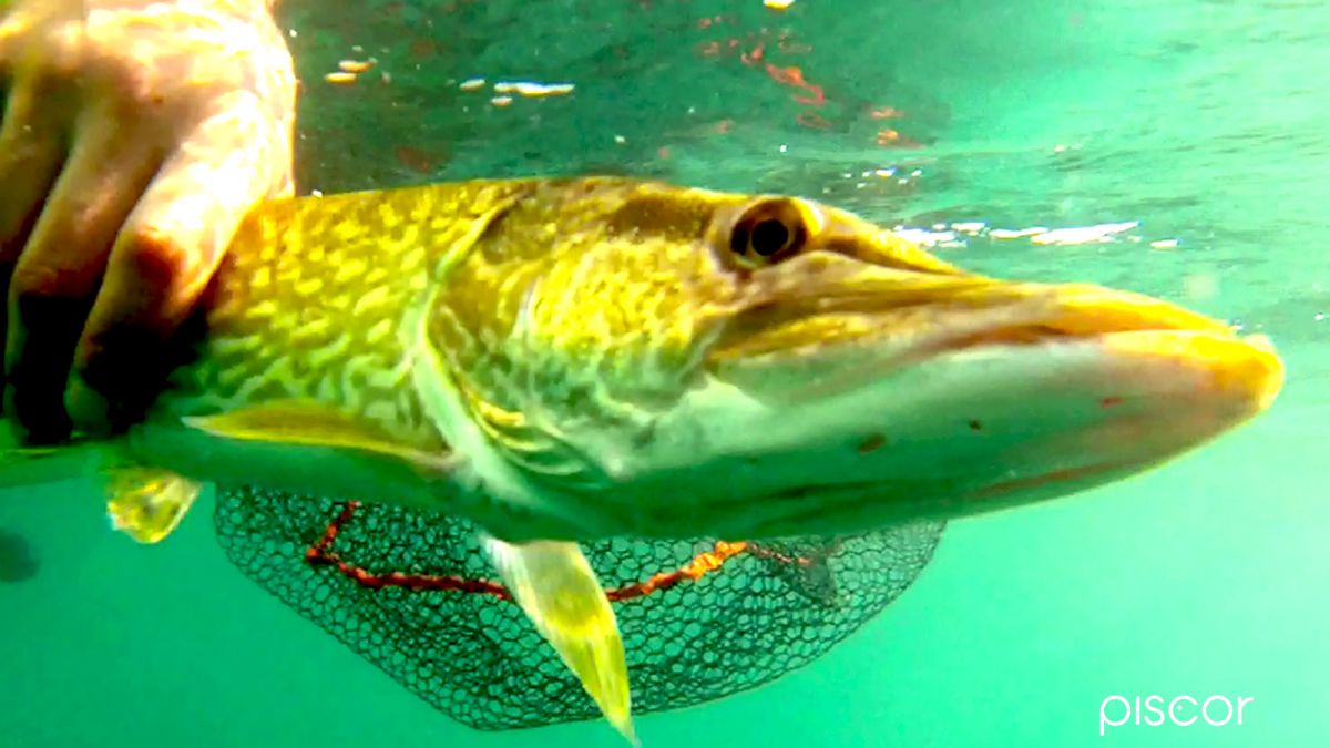 Pike Spinning Fishing. Searching of the best spots