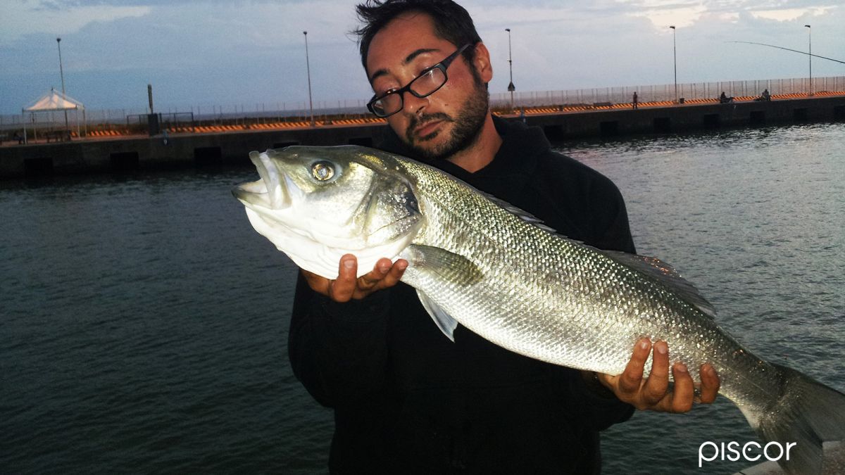 Equipo y Trucos para Pescar en Boloñesa en Puerto Canal