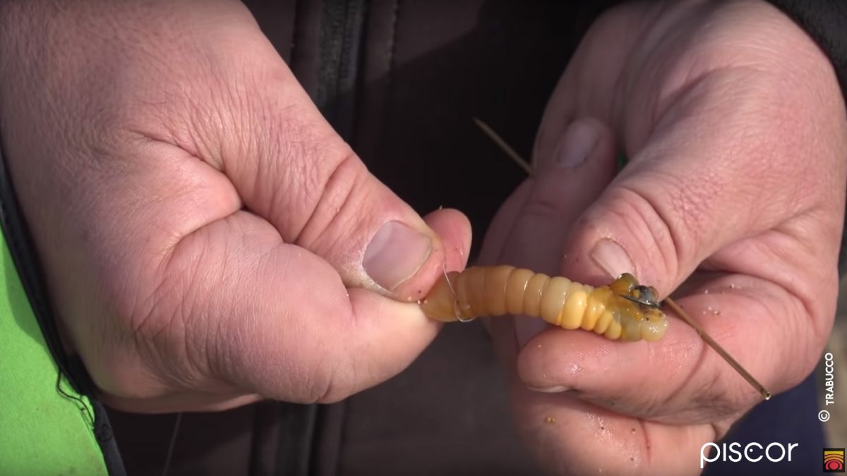 Razor Clam Trigger for Gilthead Seabream Surfcasting Fishing