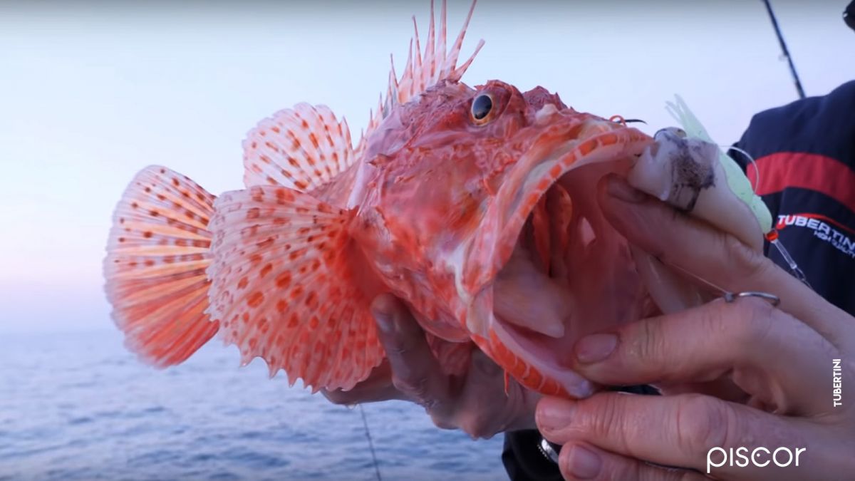 Red scorpionfish Fishing from the Boat with Shrimp, Horse mackerel and Mackerel Trigger