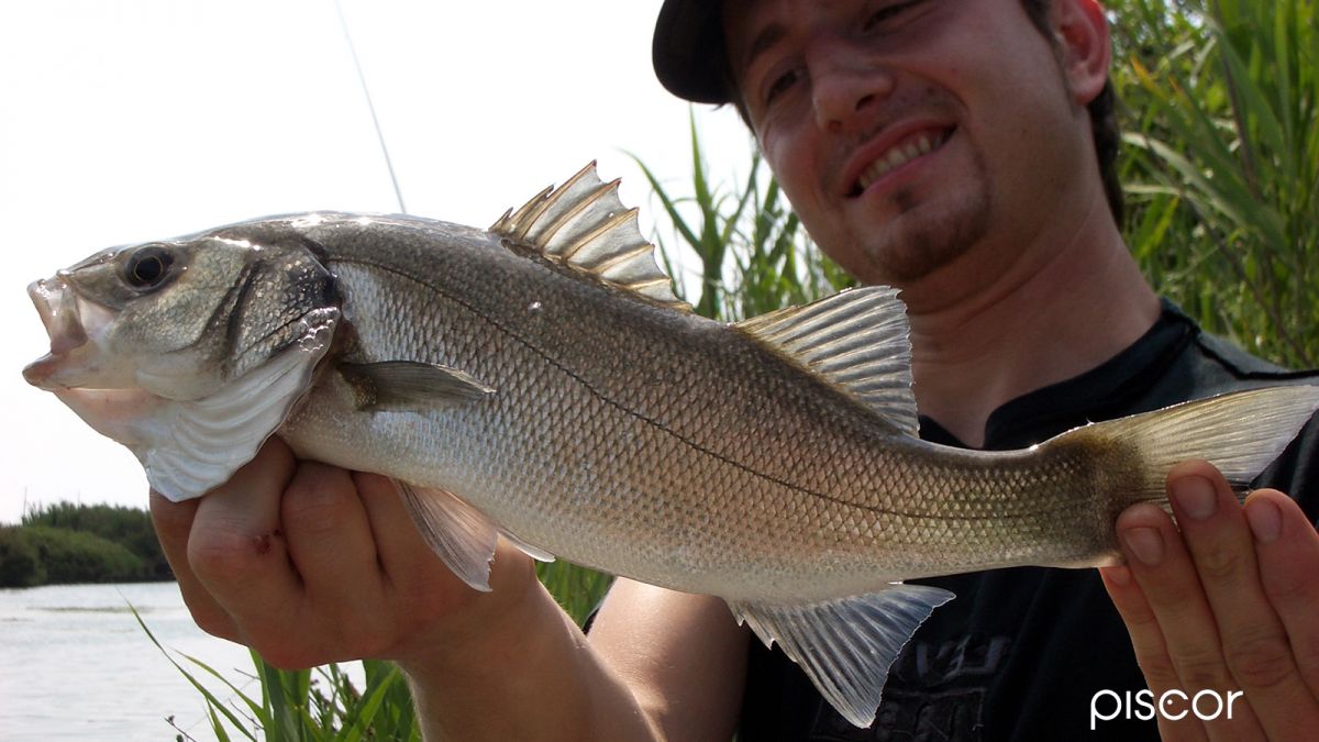 The Best Techniques and the Most Captivating Lures to Undermine the Sea Bass in the Mouth