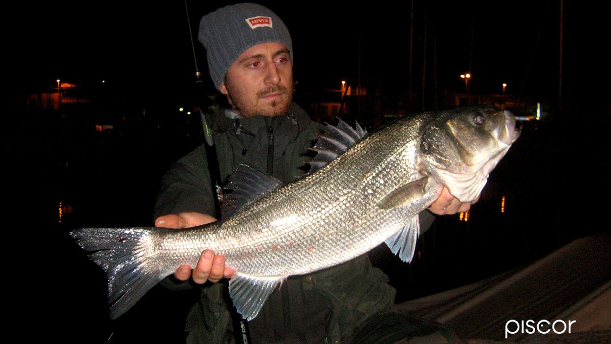 Sea bass Fishing with Korean worm in Winter time