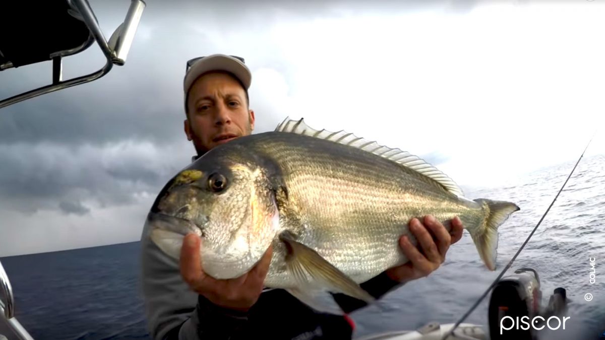 How to Catch Sea Bream with Bottom Fishing and the Setting to Use