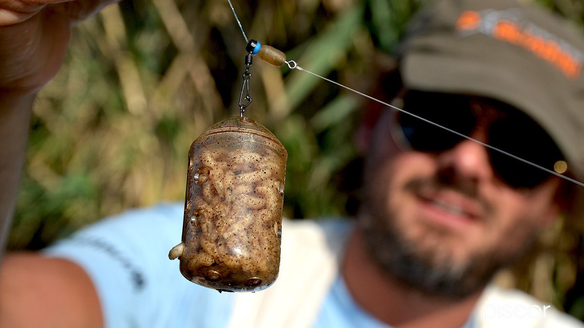 How to Fish Sea Bream with Feeder