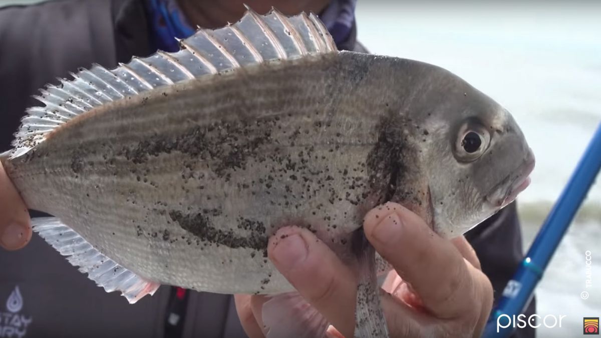 Sea Bass, Shi Drum and Gilthead Seabream Surfcasting triggering the American worm