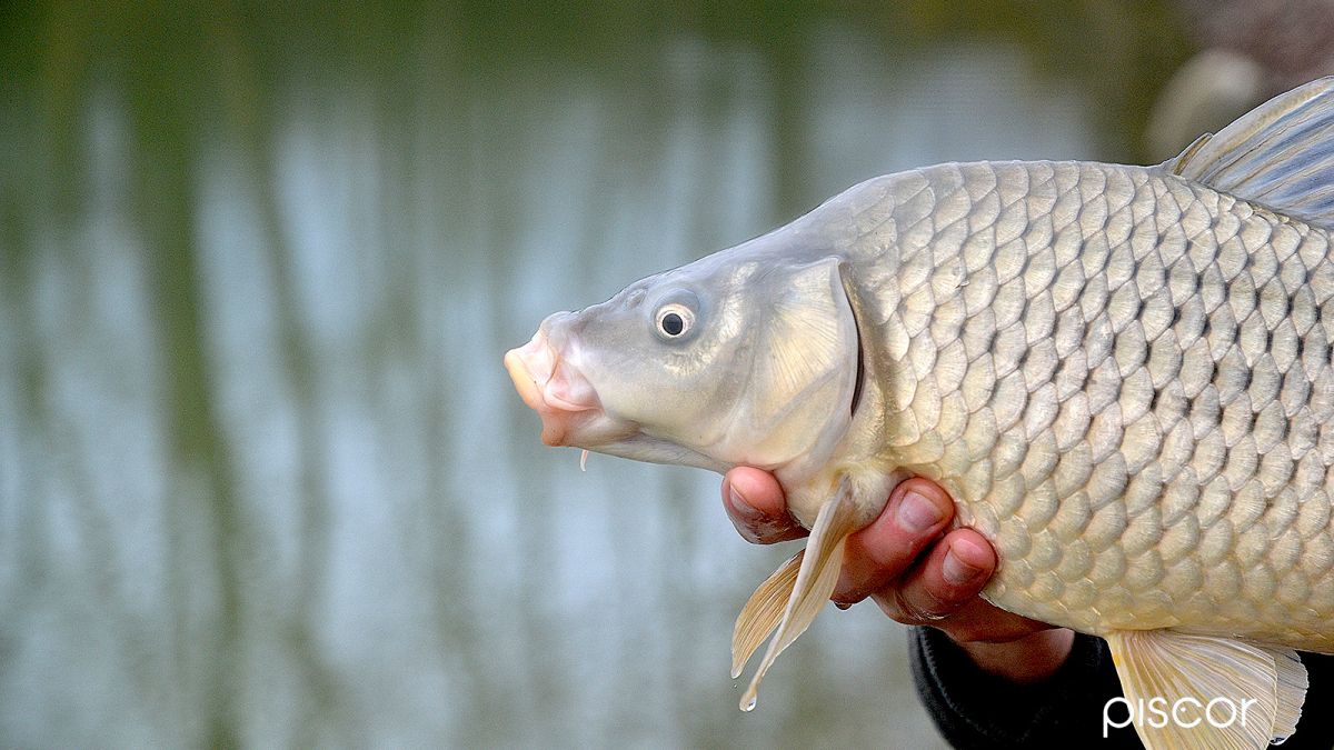 Surface Fishing with Roubasienne and Maggots in Carpodrome