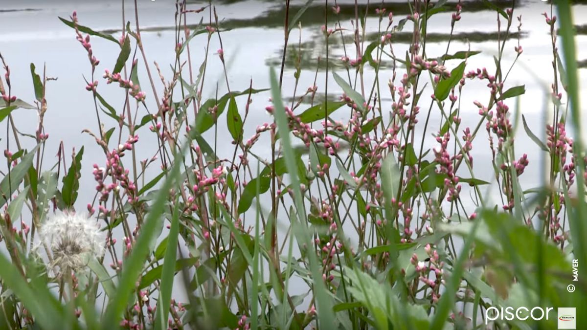 Trout Lake Fishing With Trout Floats and Maver Fishing Rod