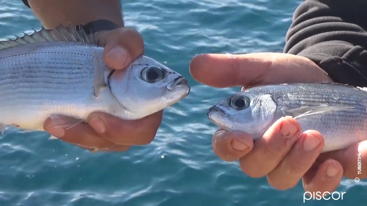 Pesca dalla Scogliera a Floating Feeder, Surf e Bolognese