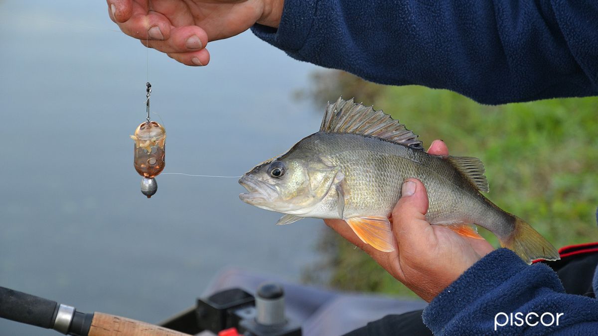 Perch Fishing. Ledgering in Lake.