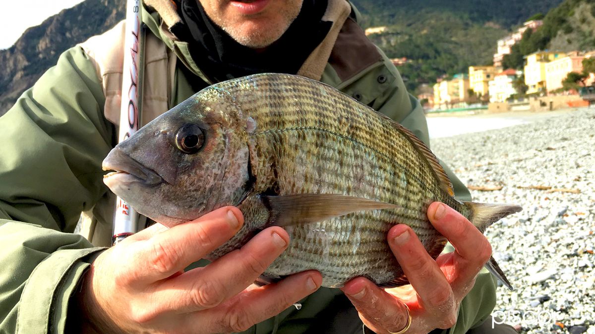White Seabream: Characteristics, Environments, Food and Fishing Techniques to Catch it